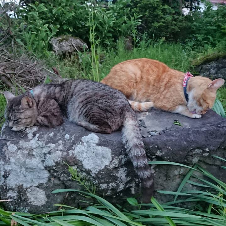 37aa5944 ef0c 41d1 9929 ba7e74e63dc0 1558952055333