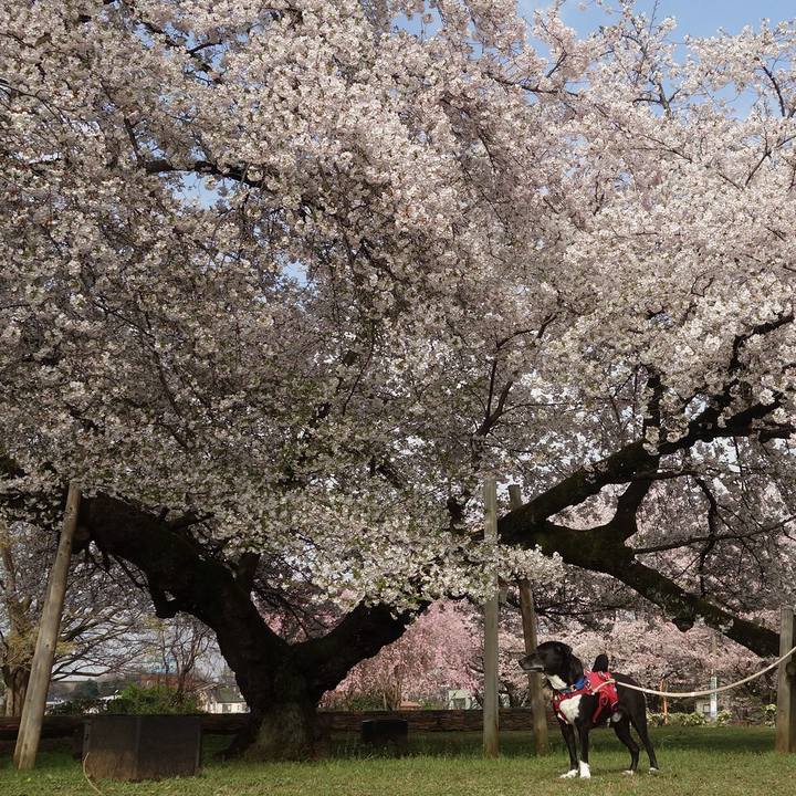 37acec8b a070 4218 9eab a87a6fca58d9 1680139241293