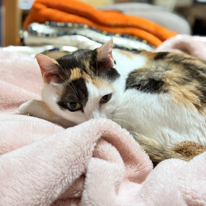 37ae3403 514c 4625 9f63 4999e0216b78 1769652540815