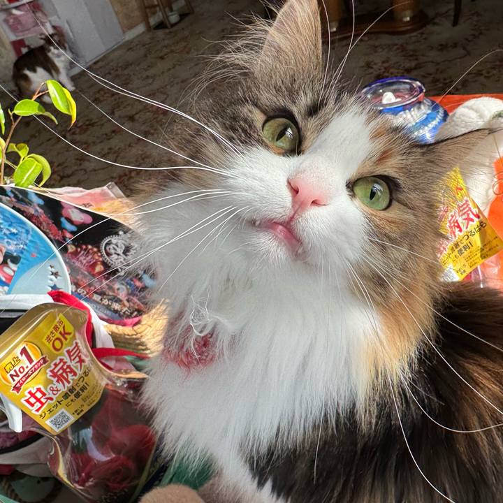 37af4077 02cd 484e 805c 76b145687ed7 1770696975611