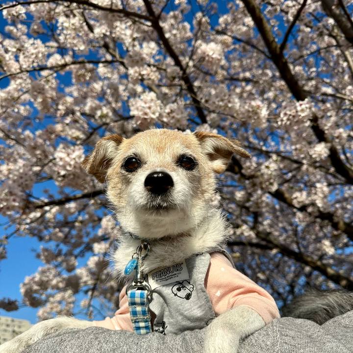 37afa4cb 42ea 4084 b263 67e4b607f3a8 1712706164351