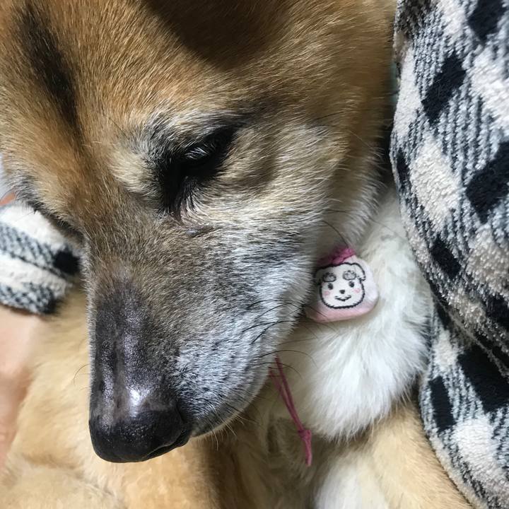 37b0e8e3 a895 440c b823 6a406a704106 1552943472623