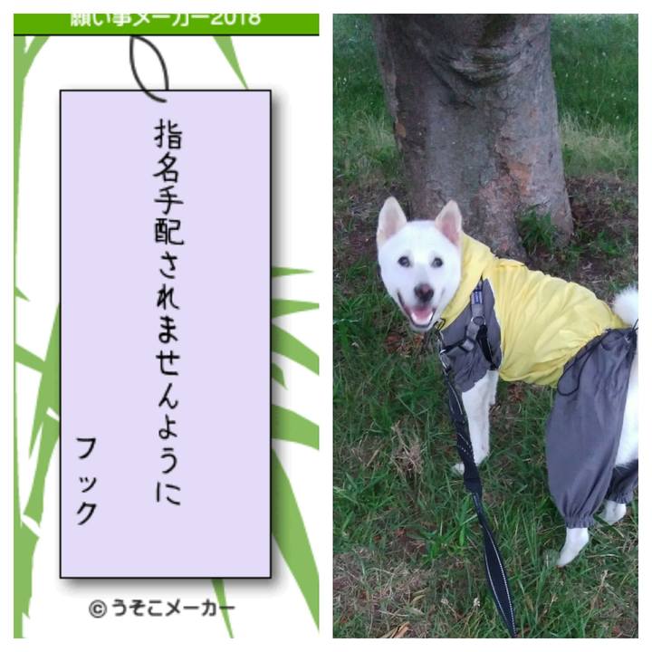 37b0f7cb 2ad0 4974 adaf f6e53ddad4a1 1530939392696