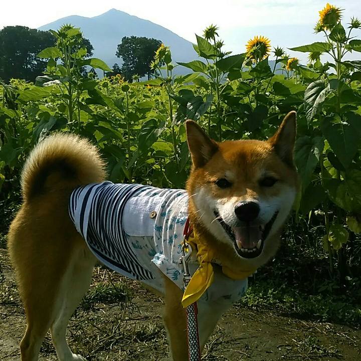 37b39739 0cdf 4a15 8cea 8ac1c6afe88f 1566697212270