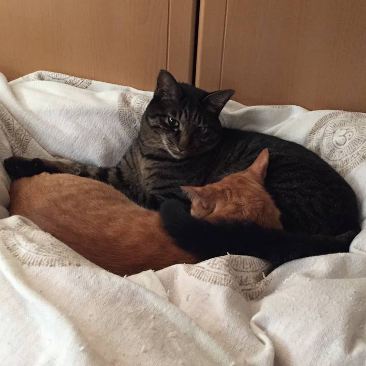 37b6c8d0 f1f8 4b35 87c4 a30aada42f82 1539900034647