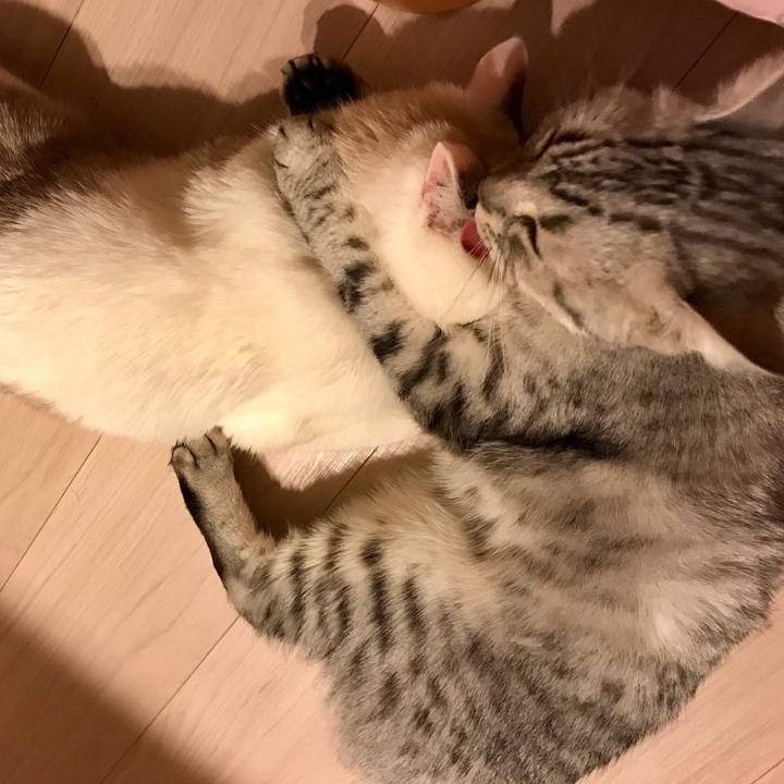 37b7005a b90e 4613 8cfd d215d045b38a 1508381357749