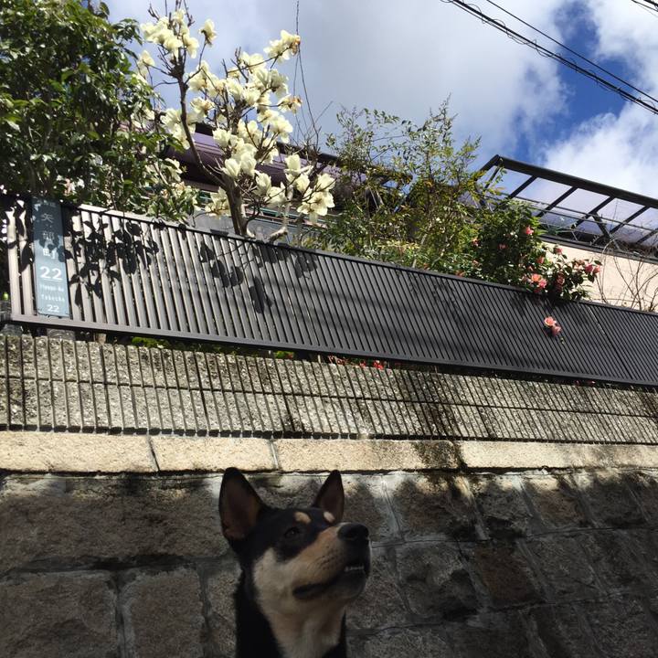 37ba0f21 8fd7 437c b275 d401400d6288 1521687734568