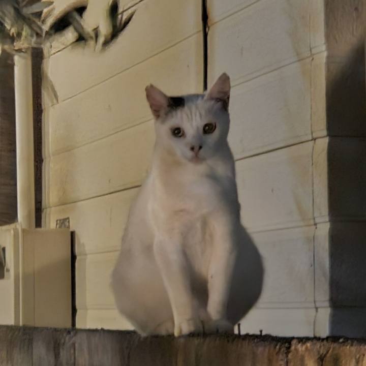 37c0d706 0957 4320 8dc4 816517ed49e9 1718925812201