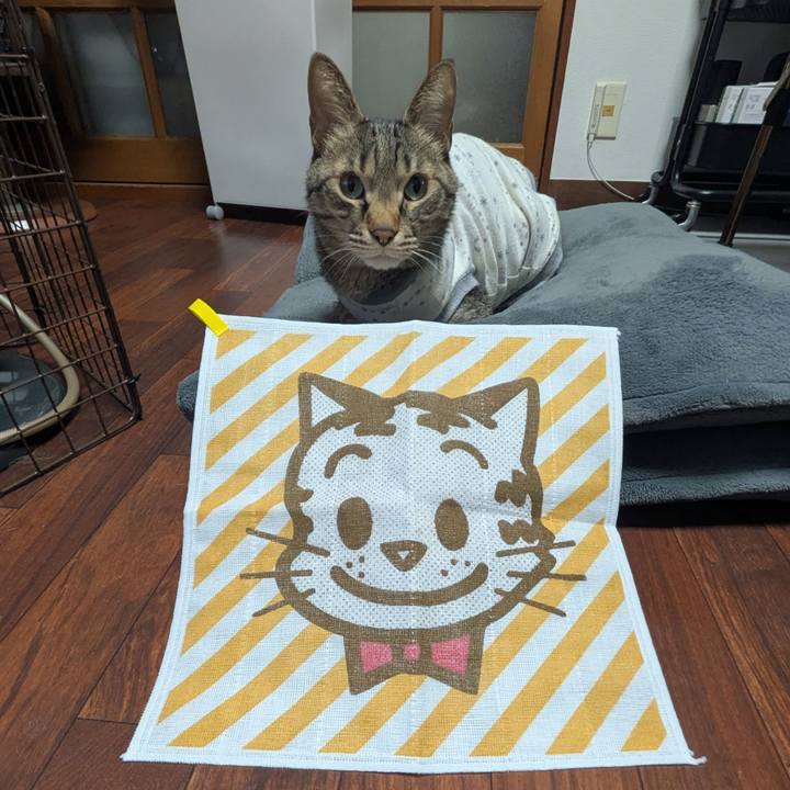 37c225b2 6390 4d80 83e0 d27dad798828 1769590985116