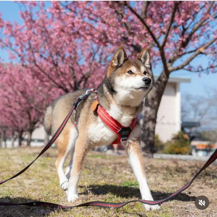 37c2641d a528 4fb8 a0ab 12585347f5f4 1742042957451