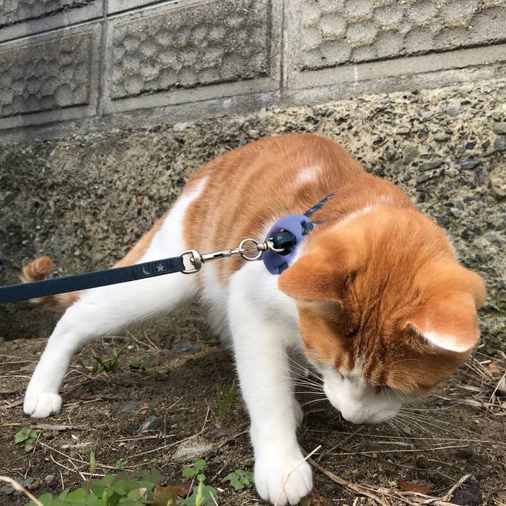 37c469de fb7d 4b81 a91b 03aa9274c333 1509590010557