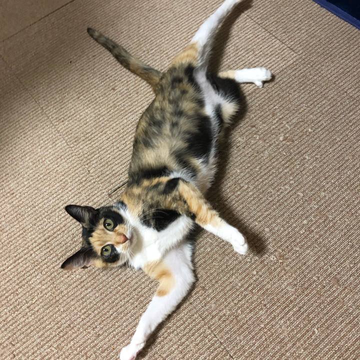 37c7cf2f 2a59 43ea b60d 1cff223745e5 1550741164553