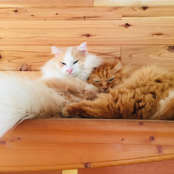 37c8e5af 284f 47c1 9293 0de1d9a116e8 1571869425511