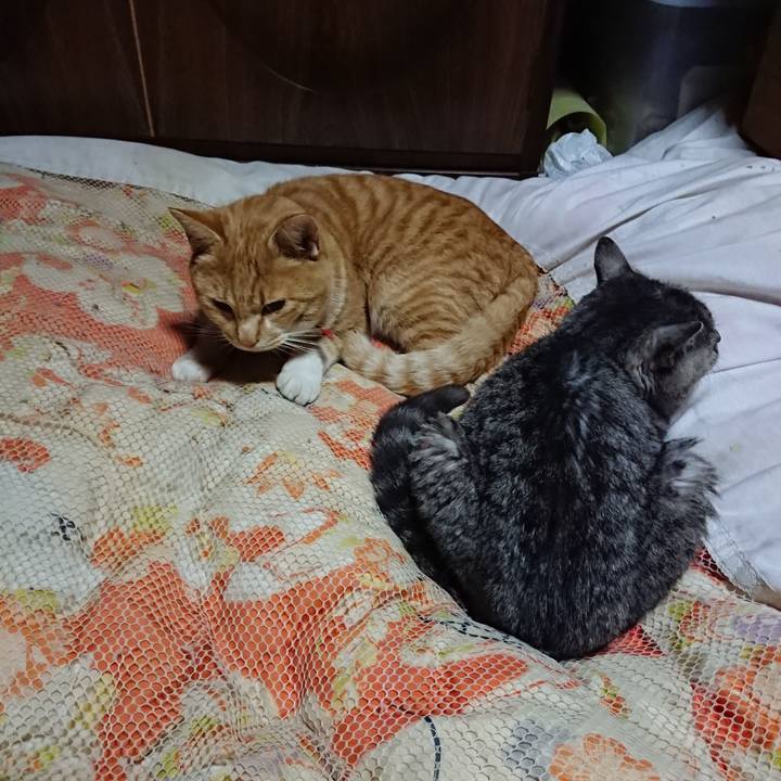 37cab29c 60b9 4175 b195 aded01ab39bd 1574687953261