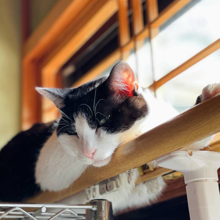 37cca86e c4c6 47b2 a0f0 a24b0c772f7d 1620530499733