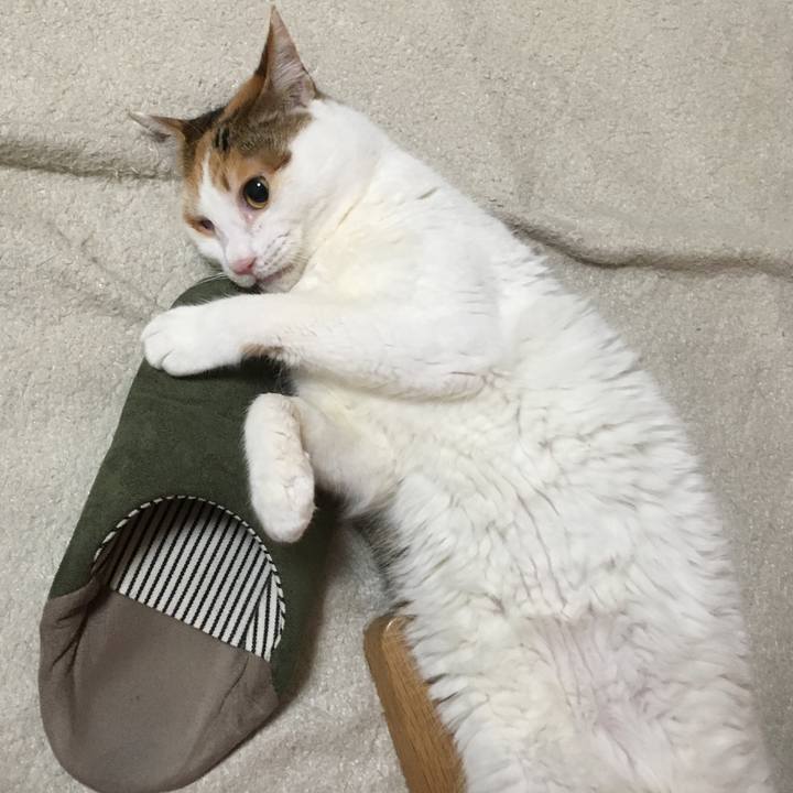 37d428ce 0efd 4535 8234 28a58eb31b41 1608631149398