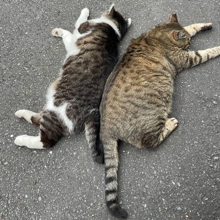 37d64062 2a8d 4faf b587 4e1831c8d984 1677737336074