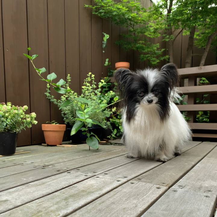 37dd2498 d090 45a2 9372 9716c7914195 1589751836783