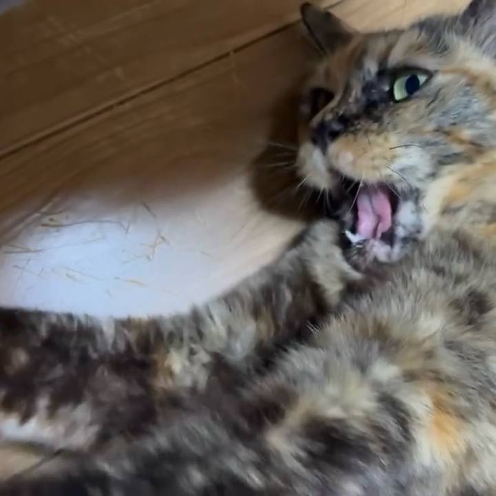 37e0416d fac4 469c bb80 39332c20c976 1747512082567