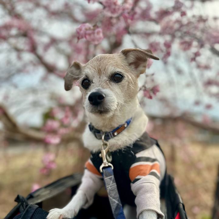 37e379e7 7f34 4837 8ab8 f85c6e2d9de6 1742814044543