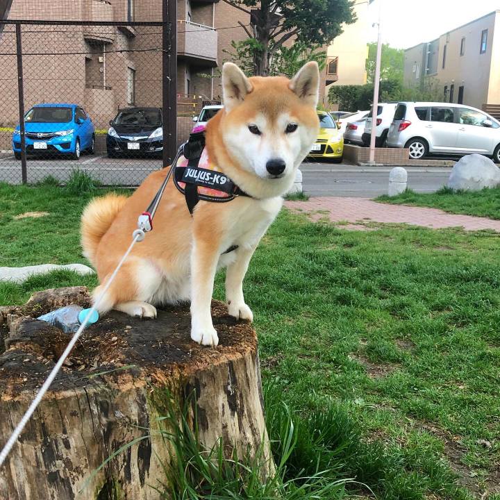 37e4b89a bef1 418d 83b4 e70d21155551 1589371418843