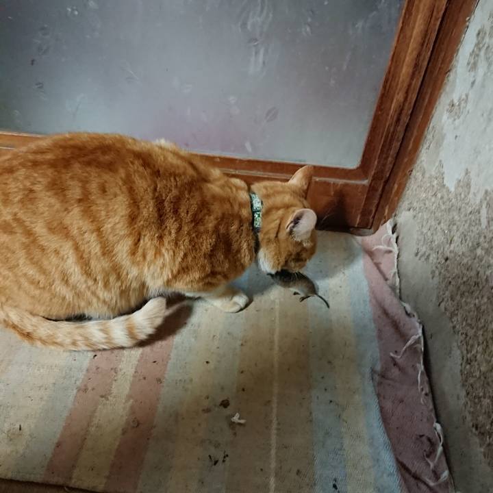 37e5c7ea e7cf 4f50 8ed0 b99b0b4b9fac 1586428044832