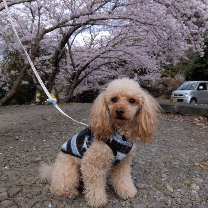 37ea910b f2e5 4da7 8c5c 2275a2ee5cc9 1554029003117