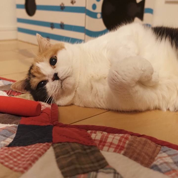 37eb3cb0 a0a1 4eae adff 8faec3adf104 1511627987791