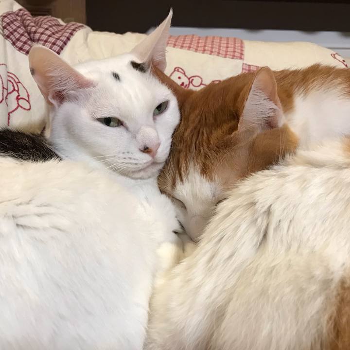 37eb5632 cc4d 48d4 a9bf 4665c235898e 1575461890885