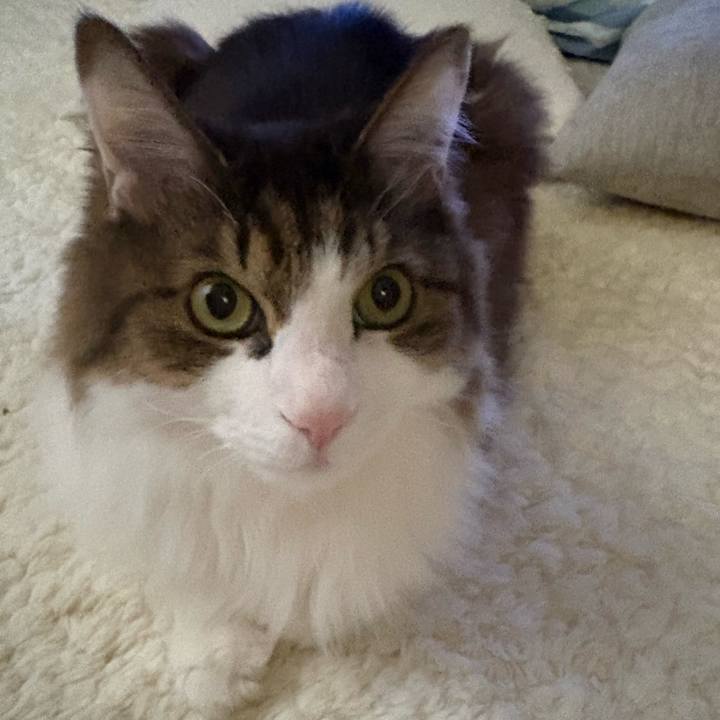 37eded4b 77fe 4750 984f 051892459db4 1771113465458