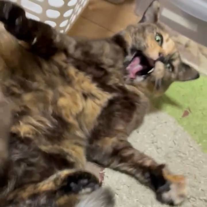 37ee8174 fc9a 4686 9c6b 09479389a107 1774645215549