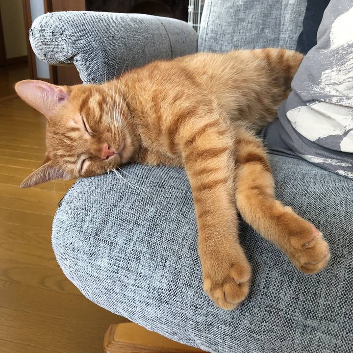 37f87f12 c673 4e7b ad14 0ad4563a4634 1527114127807