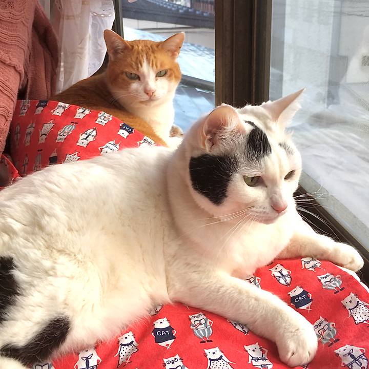 37f964bc f436 4798 b832 53c4e9341667 1584080784991