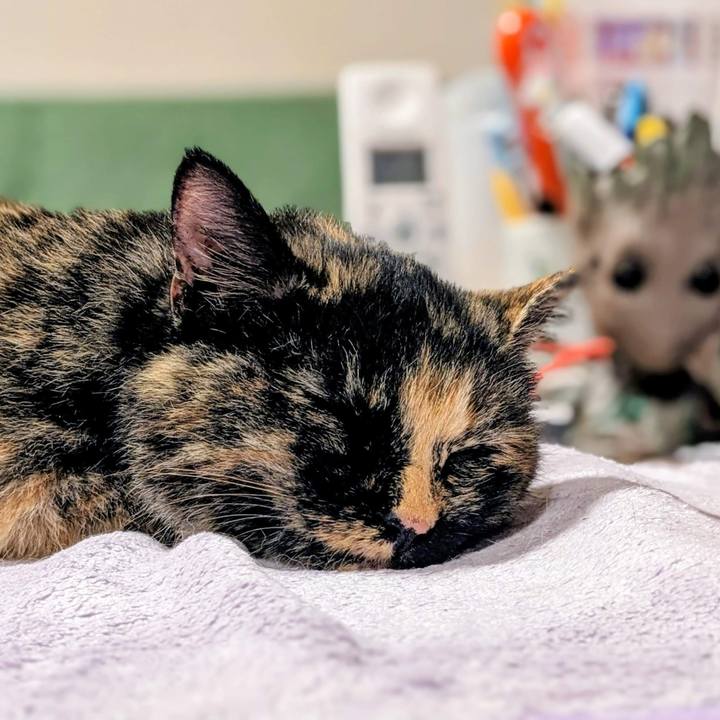 37fa9870 9b65 474d 81cd 6d30b4a3bbf0 1763471089313