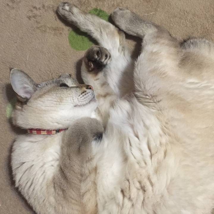 37fe4d64 9913 4b9a ae0e 3330398495a2 1545083512625