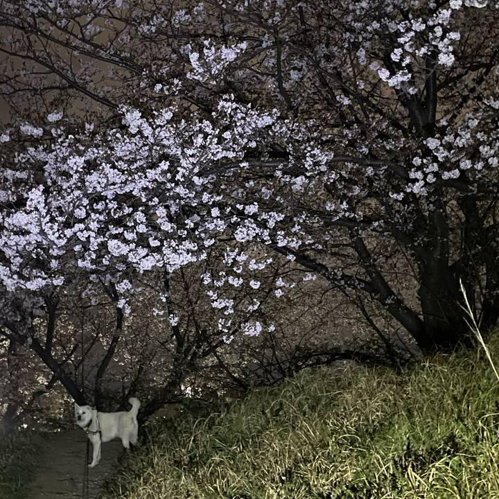 37fe5418 e30b 43df 84b9 fddbc501ba88 1743851214904