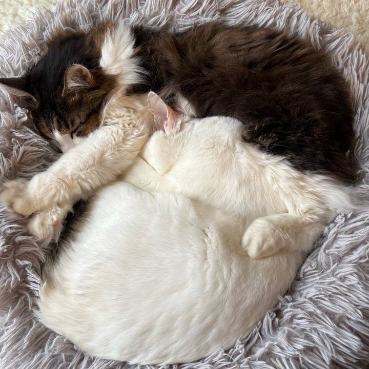 38036754 14fa 43cd a740 96d95938e1af 1766615634943