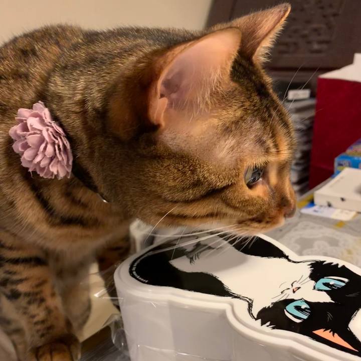 3804c67e ac7f 4b63 ba03 16161228322a 1551218029016