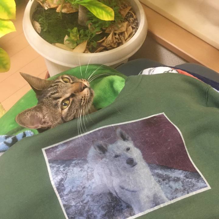 3809e46d 838f 42cf 825b bf1698ecae73 1574597616194