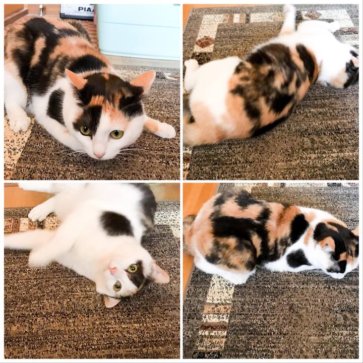 380e39f0 2ce0 402b 8b52 cbad88745653 1522804350326