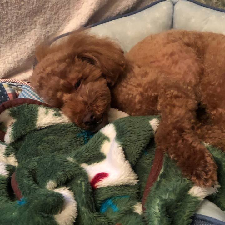 38114973 7064 4a82 a3f7 2e7c6c9f1f30 1546267091535