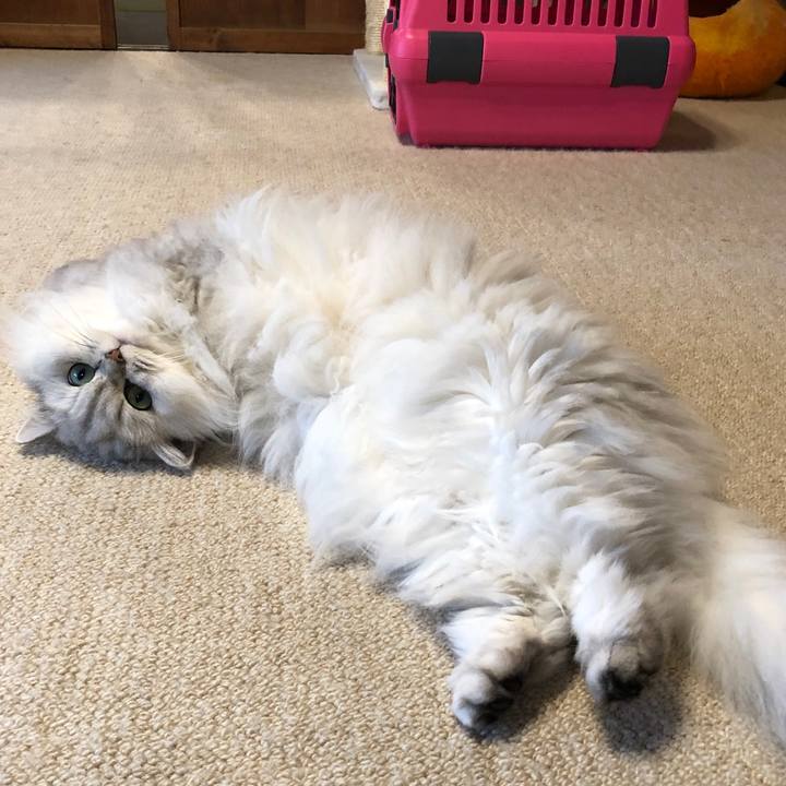 3811cb57 6198 4e69 a35f 6c95f086c269 1576912459899