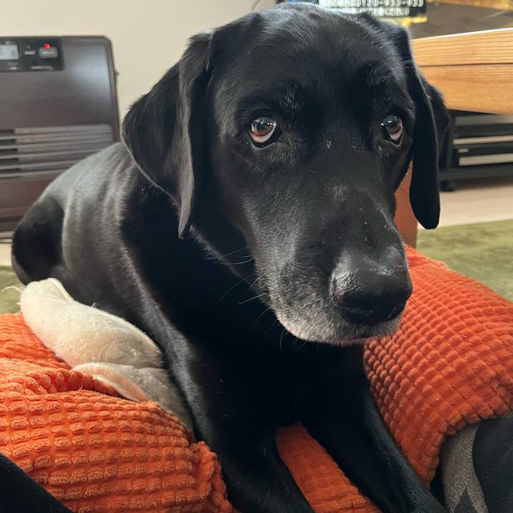 3815965d f0fe 4a6c b04f b4ad7a73783e 1739434625194