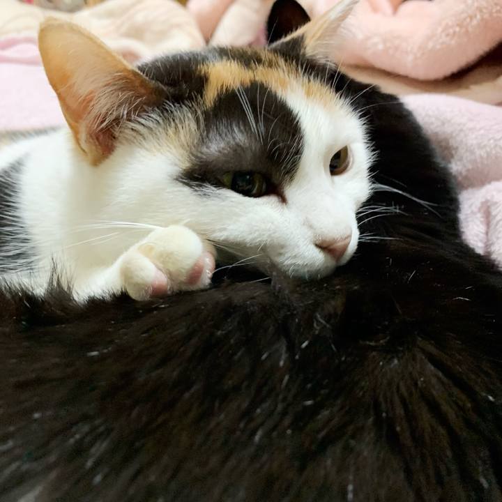 3817d627 8d76 4630 9996 0efe099de483 1546135341901