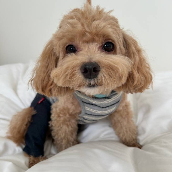 381933c8 4583 4038 915f 5f19543d45d6 1759020697786