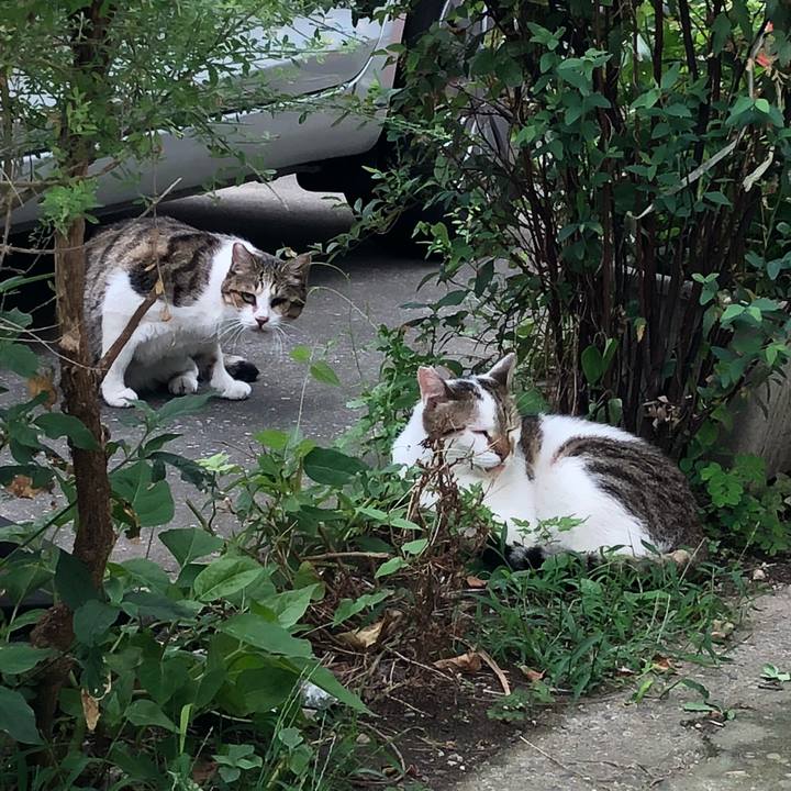 381a239a e0eb 490b b944 3dff7cc7e6be 1536308706030