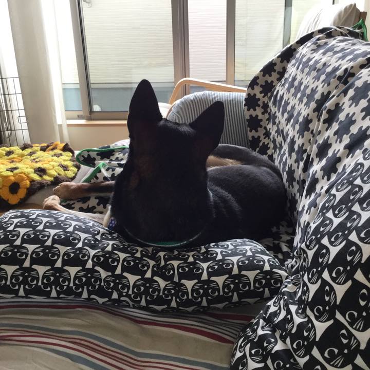 381caccf f603 4584 8d41 defa3353d184 1528688524833