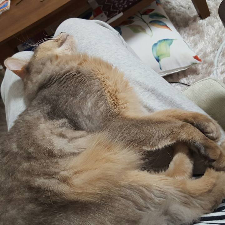 381d66cc 42bf 49d3 a3c1 120bac03a47c 1525091826555