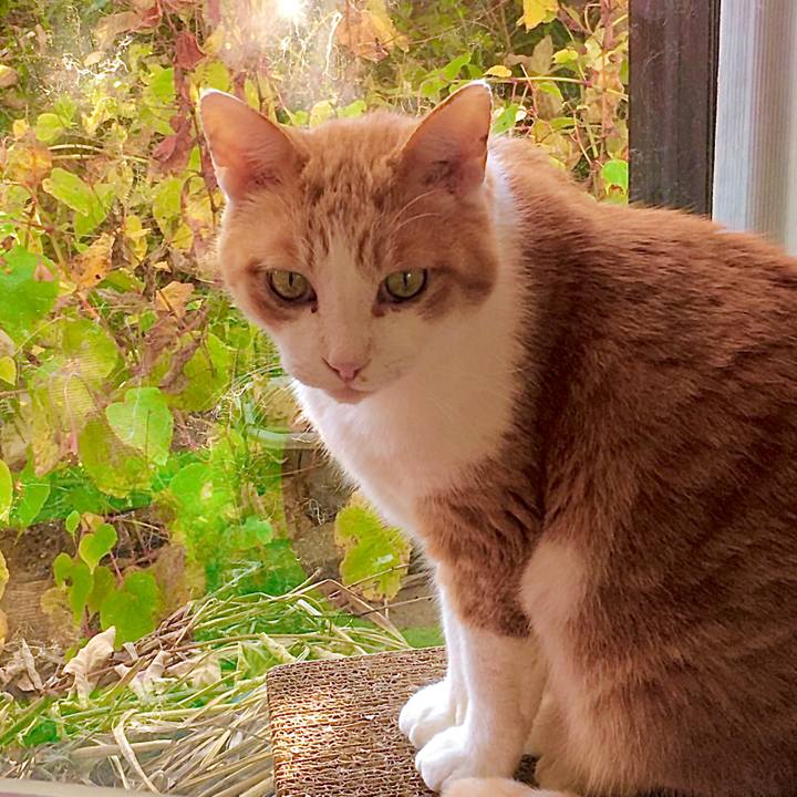 38206360 da32 4c31 bc80 140abaef5c9a 1605593820052