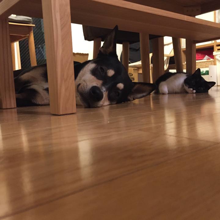 382183ff cca5 4d0a 918d bccb22a2c6da 1516889704308